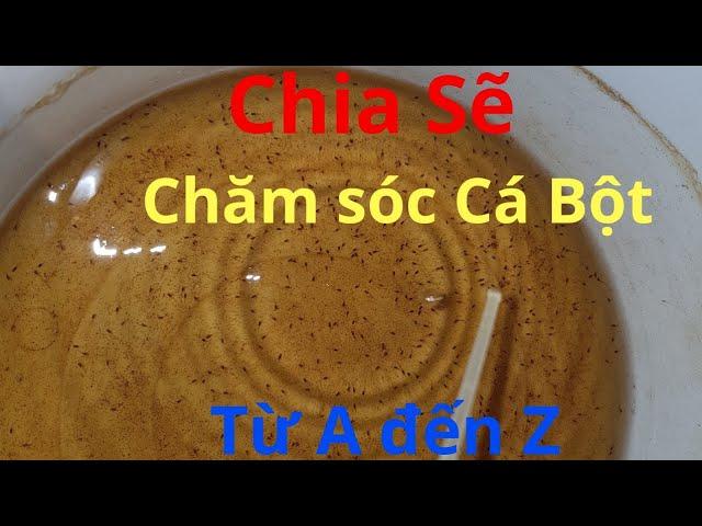 CHIA SẺ CÁCH CHĂM CÁ BỘT -  CÁ CON BETTA HIỆU QUẢ NHẤT || PHẦN 1