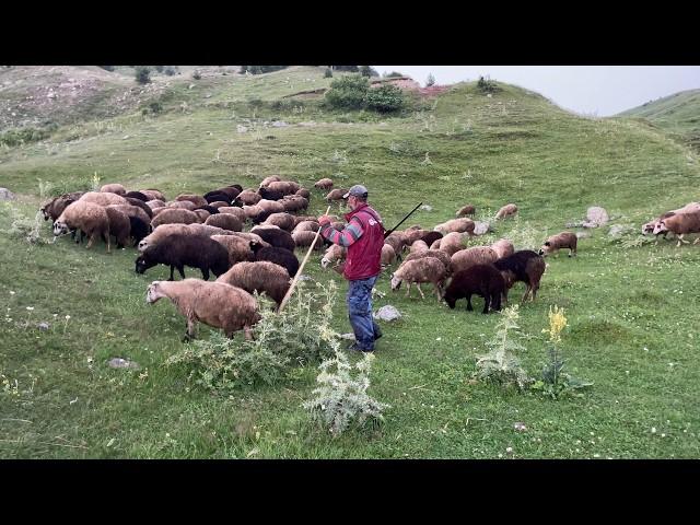 Dağlardaki Yalnız Çoban Adem'in Mutlu Çobanlık Hayatı I Blgesel