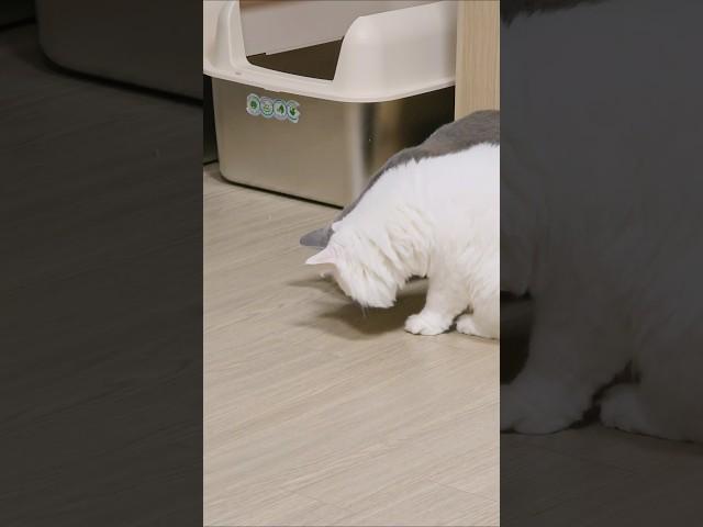 벌레 가지고 노는 냥이들 너무 귀여워요!‍⬛️Cats playing with bugs are so cute! #귀여운고양이