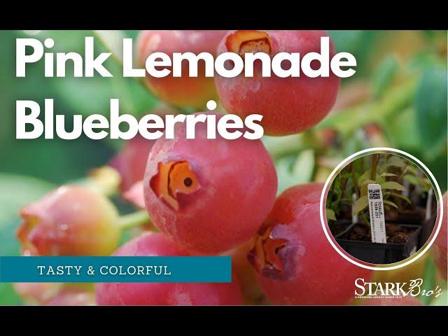 Pink Lemonade Blueberry - Check Out This Popular Plant