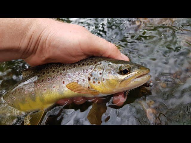 Ultralight Fishing a Tiny Stream / Creek