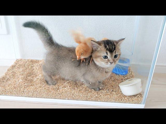 Kitten Kiki didn't want to part with the chicks, so she did something unexpected