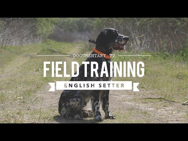 FIELD TRAINING: ENGLISH SETTER