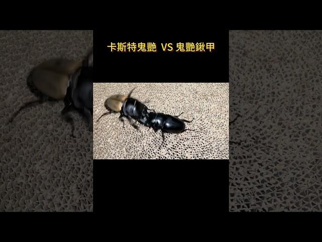 74mm卡斯特鬼艷 VS 71mm黑色鬼艷鍬甲 三番戰 #甲蟲 #昆蟲 #異寵 #奇異動物召集令