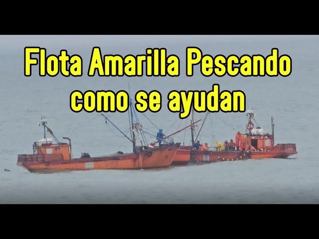La Flota Amarilla pesca en la costa de Mar del Plata y la colaboraciòn entre los pescadores