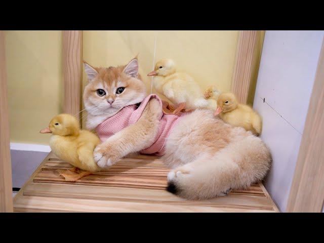 Kitten playing with four cute ducklings. Their daily life is lovely.