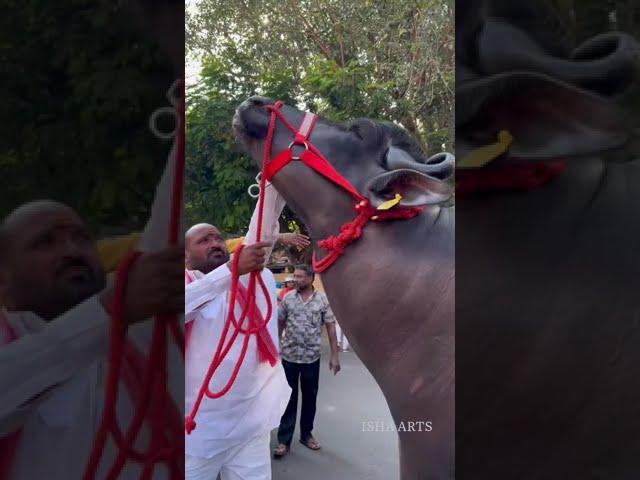 Big Commando Champion Bull at #Laddu Yadav #Sadar 2022 | Chappal Bazar Hyderabad #trending