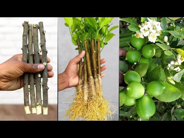 How to propagate lemon tree from cuttings with tomato - With 100% successful - Grafting