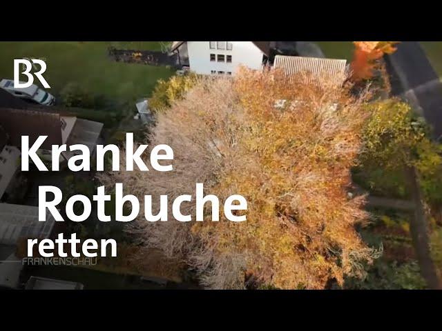 Kranke Rotbuche im Garten: Unterwegs mit den Baumpflegern | Frankenschau | BR