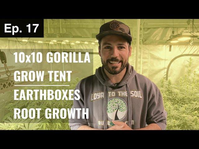 BuildASoil: GROW TENT DAY 25 WALK THROUGH (Season 3, Episode 17)