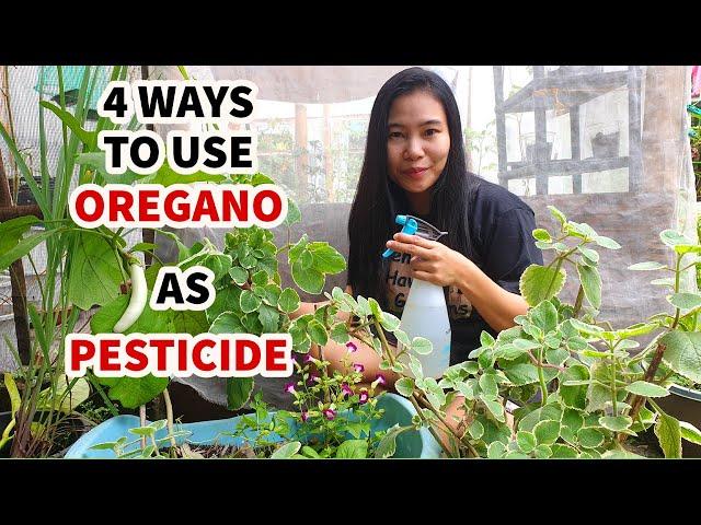 HOW TO MAKE OREGANO PESTICIDE | 4 WAYS TO USE OREGANO AS ORGANIC PESTICIDE