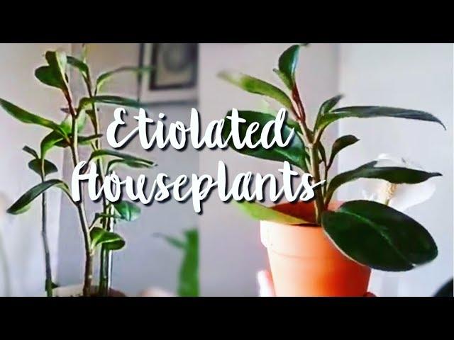 how to fix etiolated plants / stretched out/leggy houseplants / 