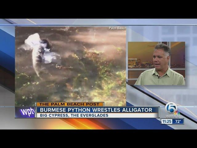 Palm Beach Post reporter records alligator vs. python