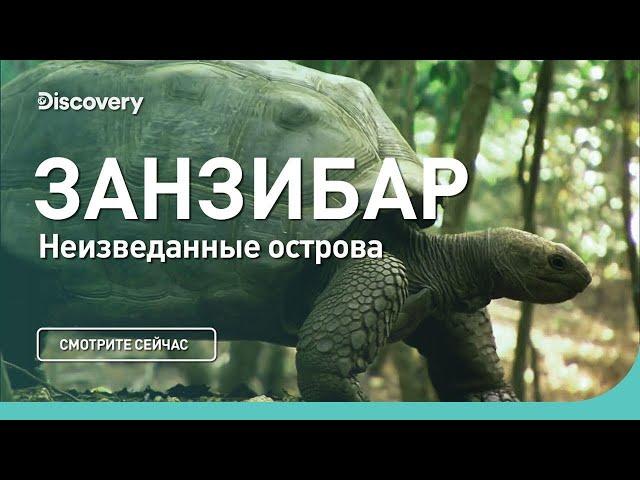 Занзибар | Неизведанные острова | Discovery Channel