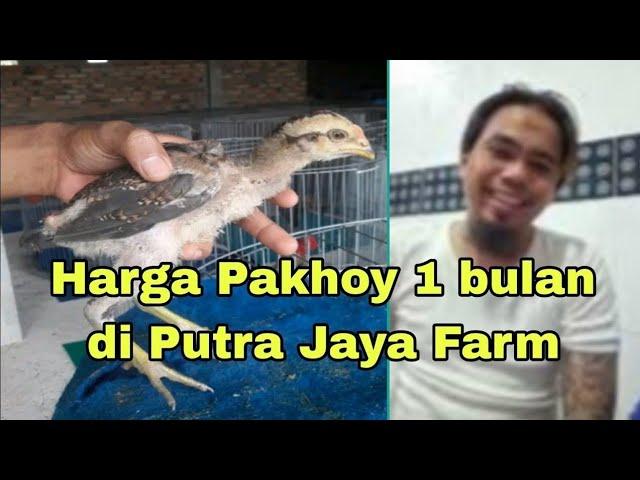 Harga pakoi umur 1 bulan di Putra Jaya Farm