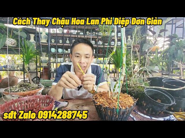 CÁCH THAY CHẬU HOA LAN PHI ĐIỆP CỰC KỲ ĐƠN GIẢN - NAM XE LĂN