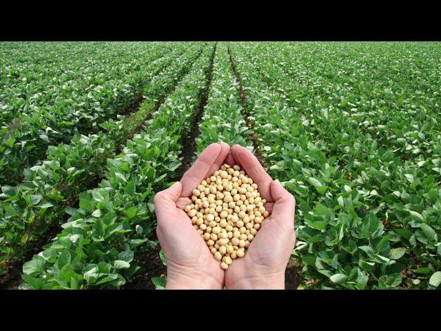 THE SECRET RECIPE TO VIRAL SOYBEAN VIDEO +COOKING #VIRALVIDEO #soyabean #motivation #viral