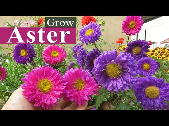 Aster Flower || Aster Plant Care || How to Grow Asters , এ্যাস্টার ফুল