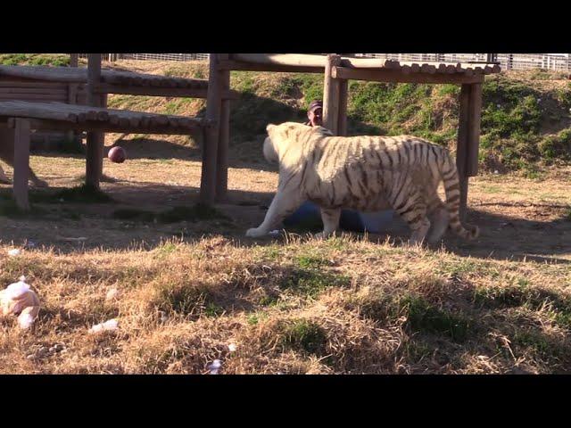 Joe Exotic the Tiger King Gets Dragged Through Tiger Arena