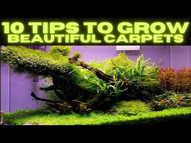 My Top 10 Tips To Growing a CARPET in You Aquascape or Planted Tank