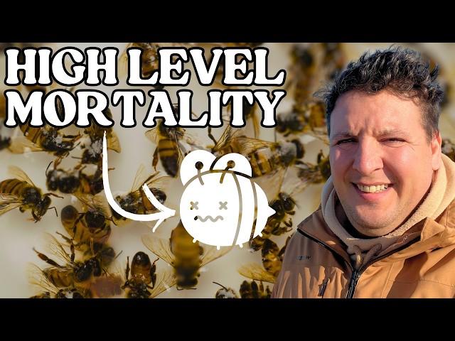 The TRUTH About Bee Colony Depopulation 