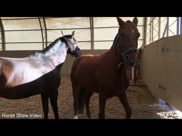 Thoroughbred Horse Breed, Successful Horse Breed, Tyt, Equestrian