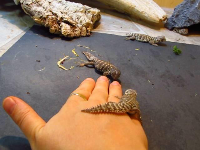 Elevages Lisard (2016) Uromastyx ornata philbyi babies 4