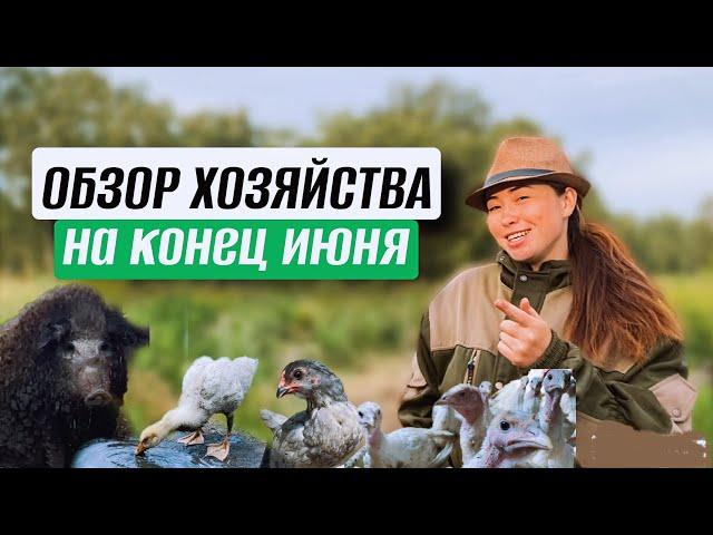 СЕЛЬСКИЕ НОВОСТИ НА ФЕРМЕ КРАПИВИНЫХ