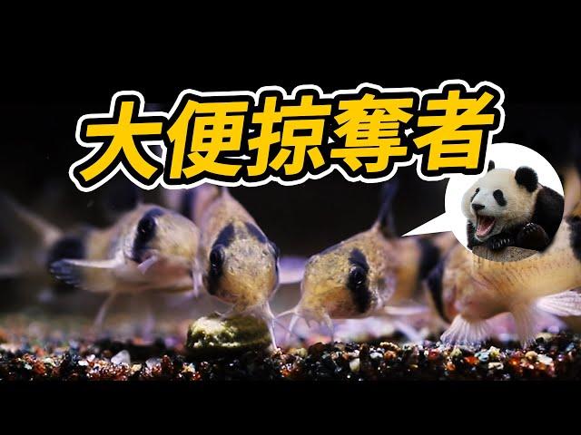 鼠魚怎麼養？在人都會被沖倒的溪流中才能養的活？