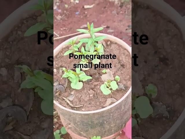 # pomegranate plant in grow# #farming #fire video pp