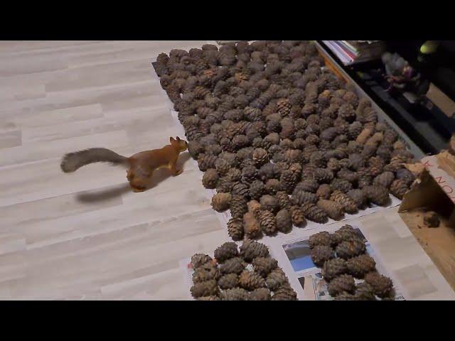 Белка и орехи (Новая партия кедровых шишек) ️ Squirrel and nuts