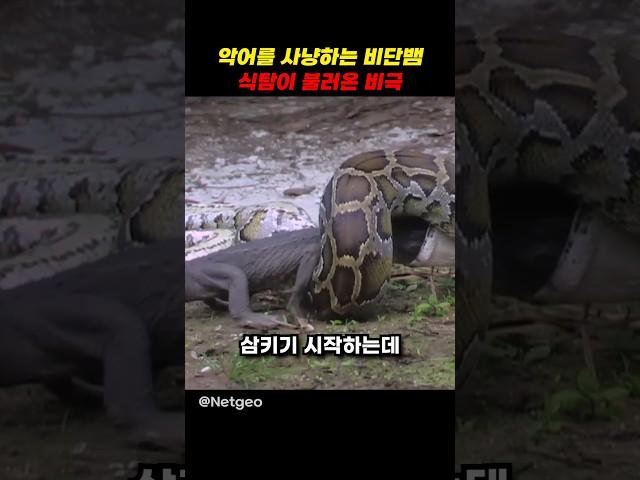 악어를 사냥하는 비단뱀의 최후