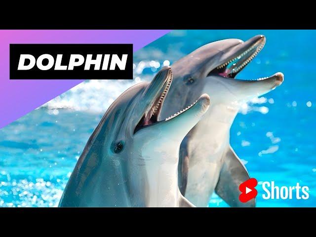 Dolphin  One Of The Cutest But Dangerous Animals In The World #shorts