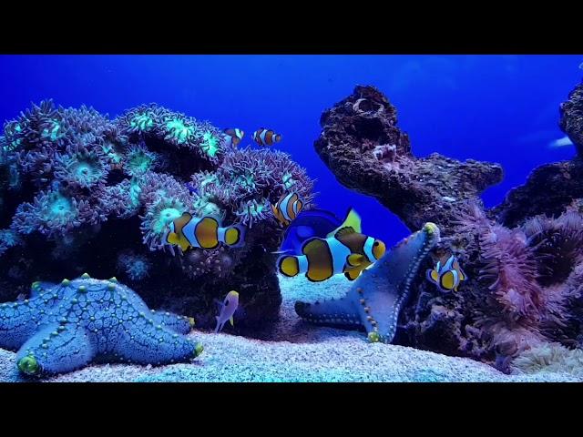 Nemo & Dory (Clown fish & Blue tang fish)