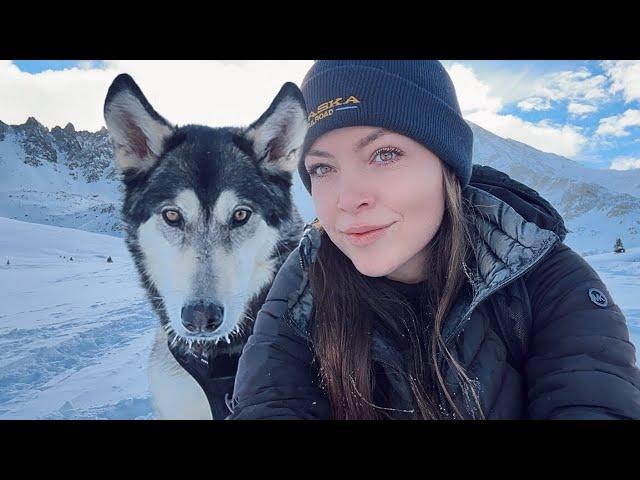 first winter with my wolf  (DNA results!)