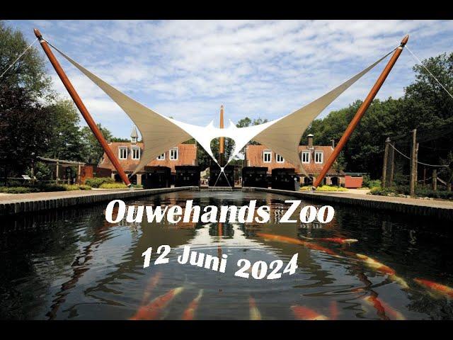 To the  Koala's  Ouwehands Zoo, Rhenen  [Netherlands] (June 12th 2024)