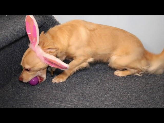 Adorable Puppy Goes on Easter Egg Hunt