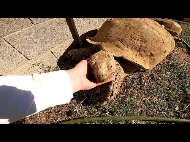 Feeding ALL My Tortoises! - Daily Routine