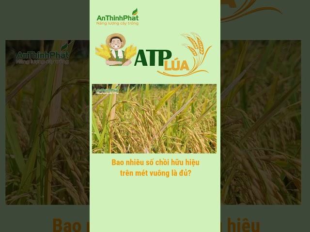 CẦN BAO NHIÊU CHỒI HỮU HIỆU TRÊN MÉT VUÔNG LÀ ĐỦ | An Thịnh Phát