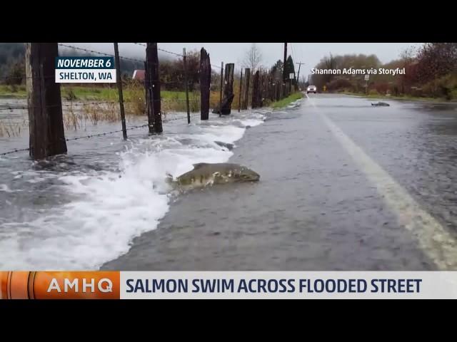 Salmon Swim Across Flooded WA Street