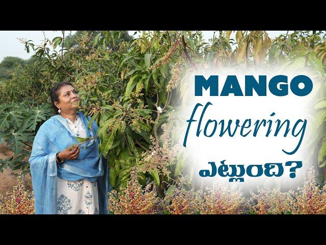 Mango Flowering ఎట్లుంది ? | #mango #vlog #plants #nature | KG Nursery Aziznagar | 9281113563