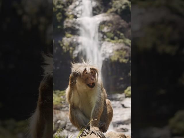 4K Nature. #monkey #waterfall #shorts