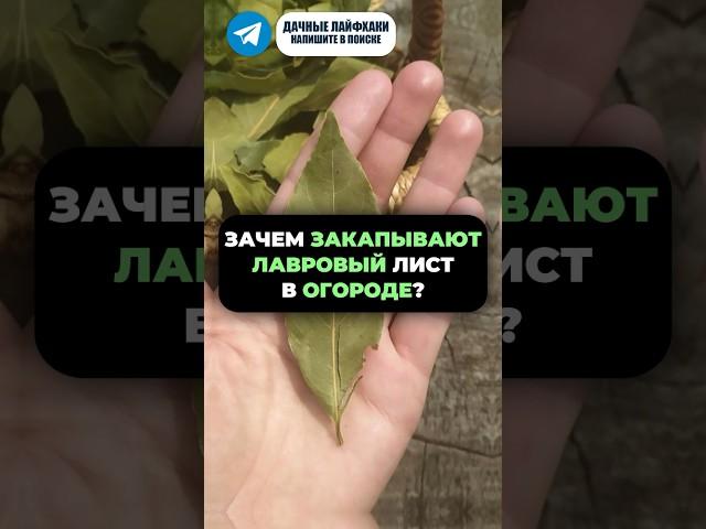 Прикопайте ЛАВРОВЫЙ ЛИСТ на огороде и вы удивитесь #огород #урожай #сад #дача #садоводство