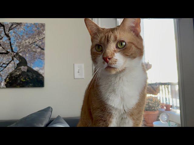 Russell, Teen & Momma Back at it w The Puffies!! | CatManJohn