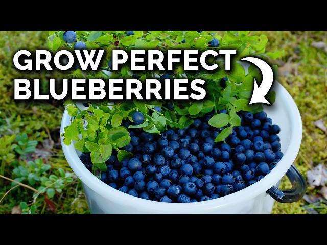 Grow Blueberries In Containers the RIGHT Way!