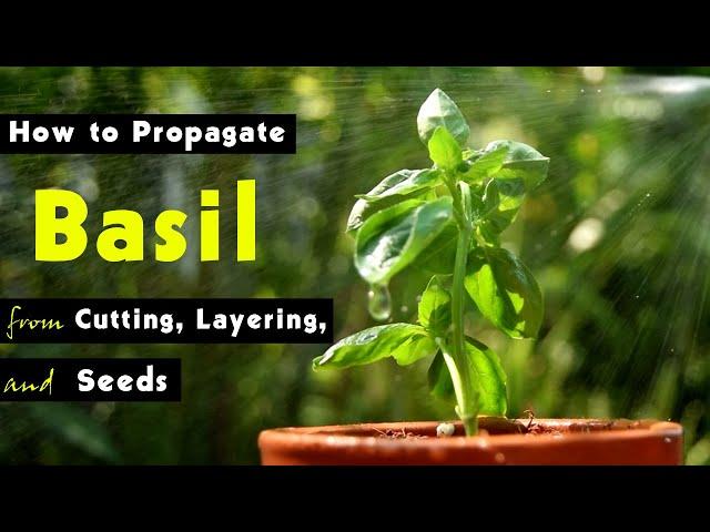 How to Propagate Basil from Cutting, Layering, and Seeds