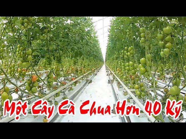 Một Cây Cà Chua Trong Nhà Kính Hơn 40 Ký | LeLanHue PL