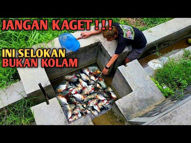 GEMETAR!!! Temukan Kotak Irigasi Penuh Ikan Auto Panen Ikan Banyak Sekali