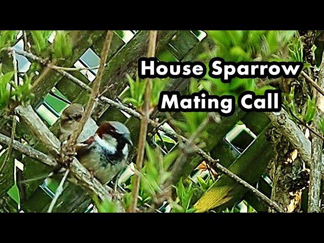 House Sparrow Mating Call - Bird Call Sounds - Sparrow Sounds