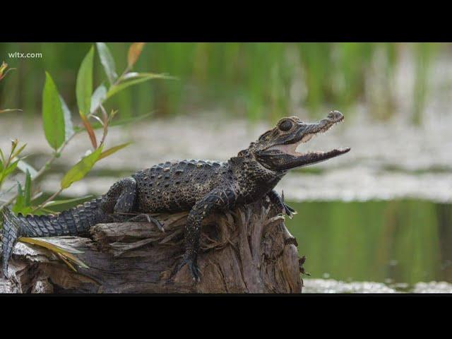 The difference between alligators and caimans